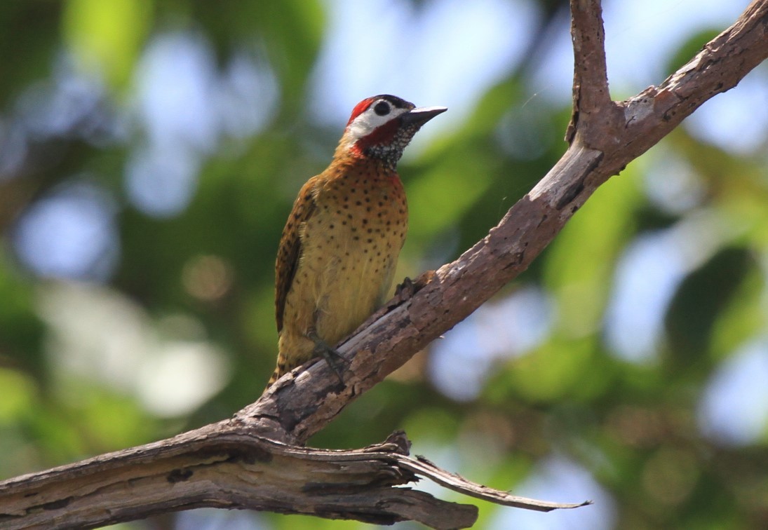 Spot-breasted Woodpecker - Fabio Olmos