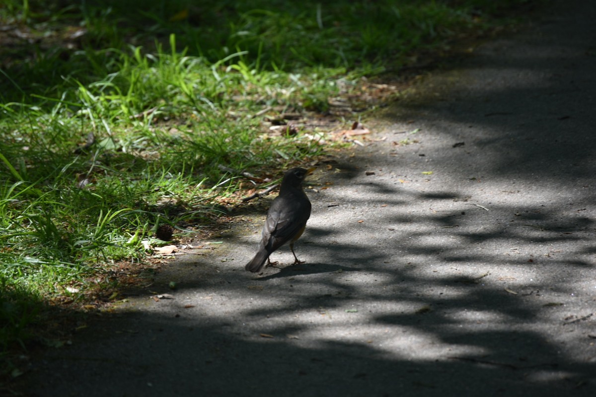 American Robin - ML223523081