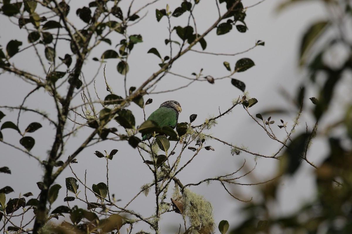 Speckle-faced Parrot - ML223523621