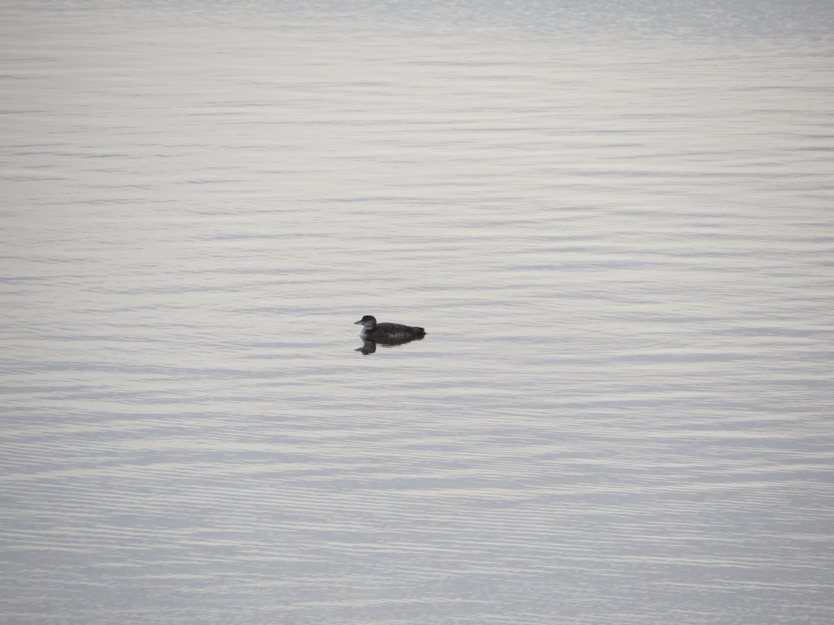 Common Loon - ML22352381