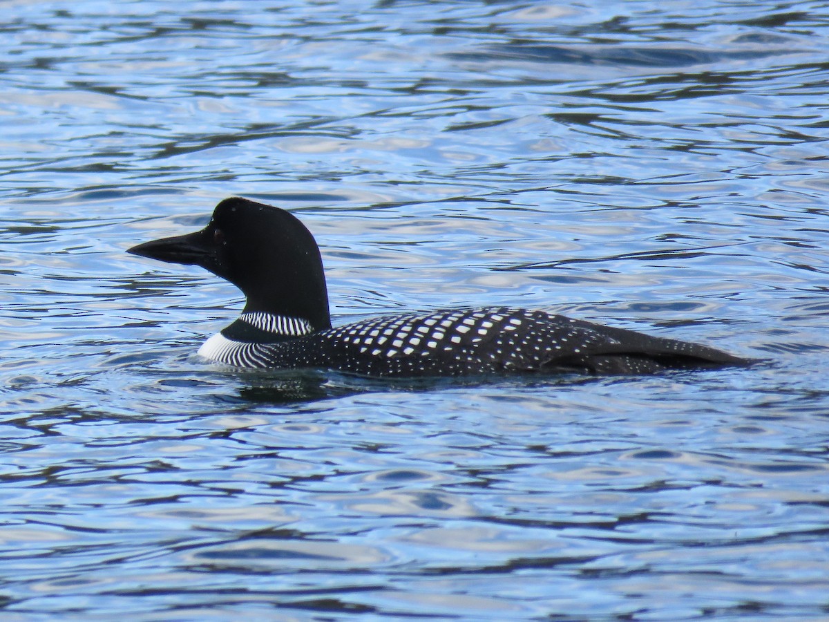 Common Loon - ML223524251