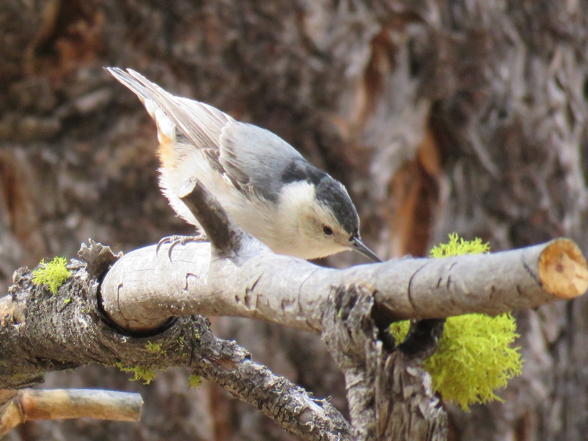 White-breasted Nuthatch (Interior West) - ML223524371