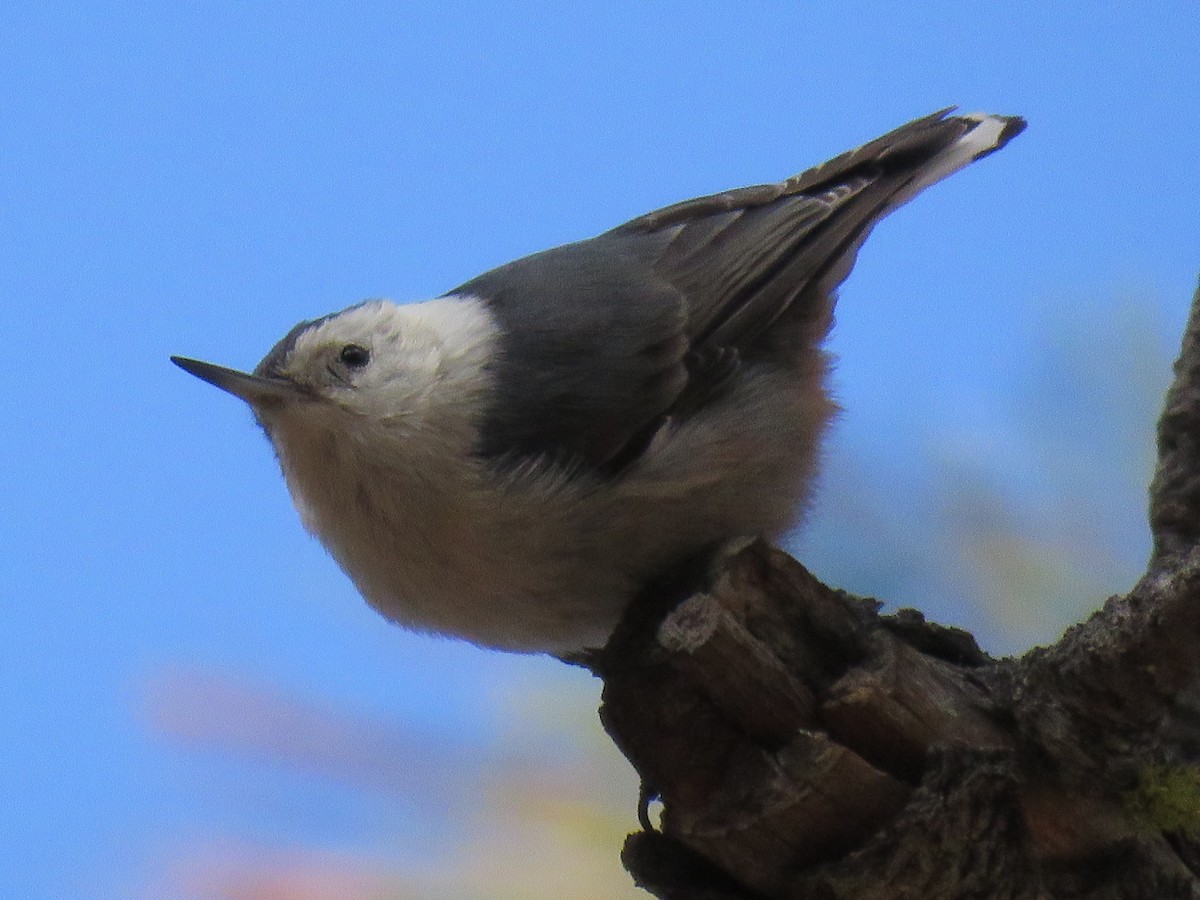 White-breasted Nuthatch (Interior West) - ML223524381