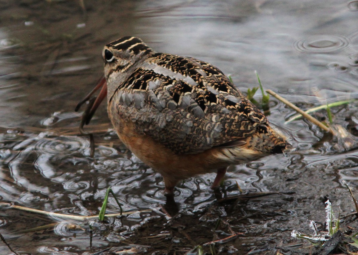 American Woodcock - ML223524431