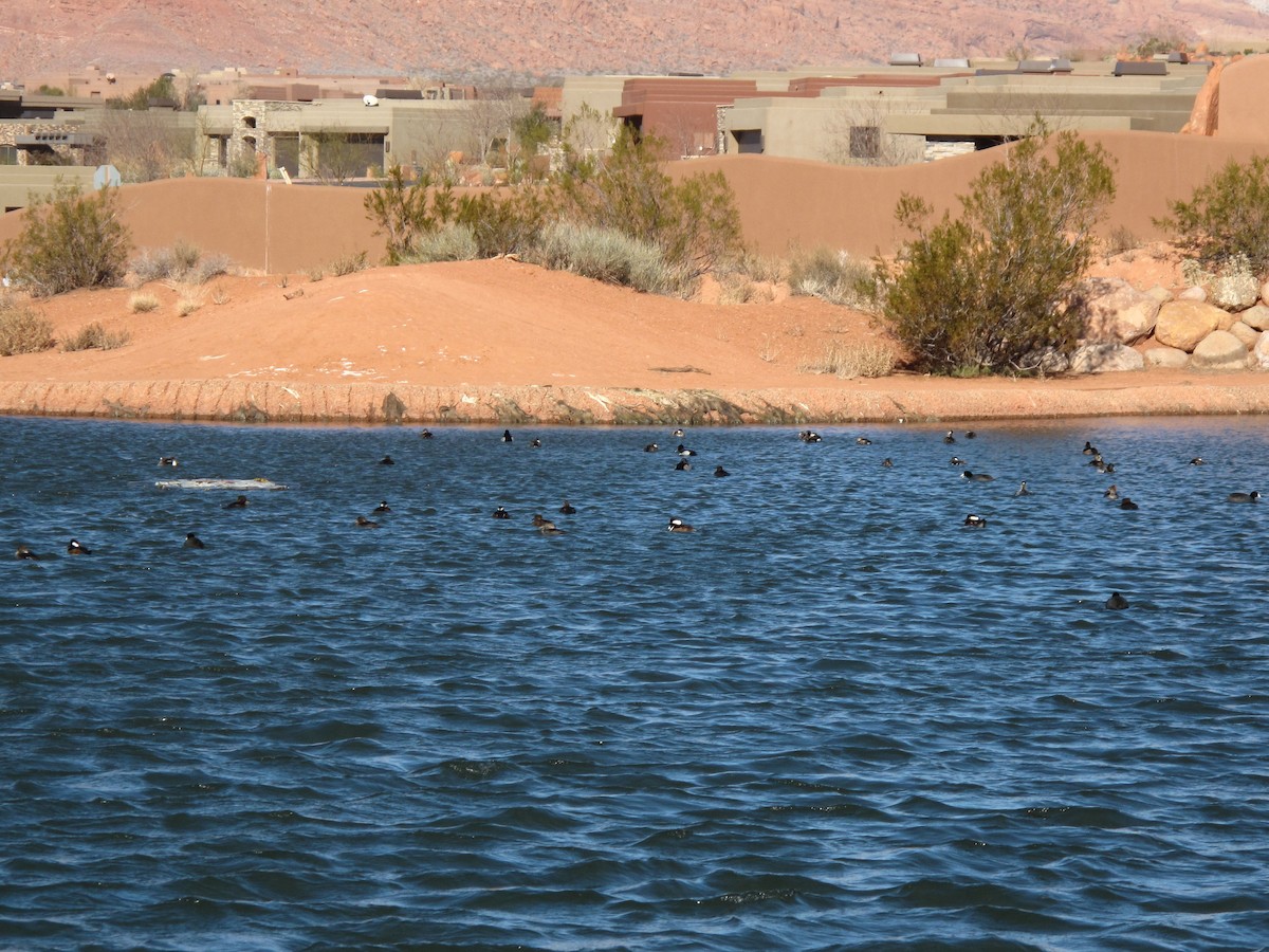 Ring-necked Duck - ML22352491