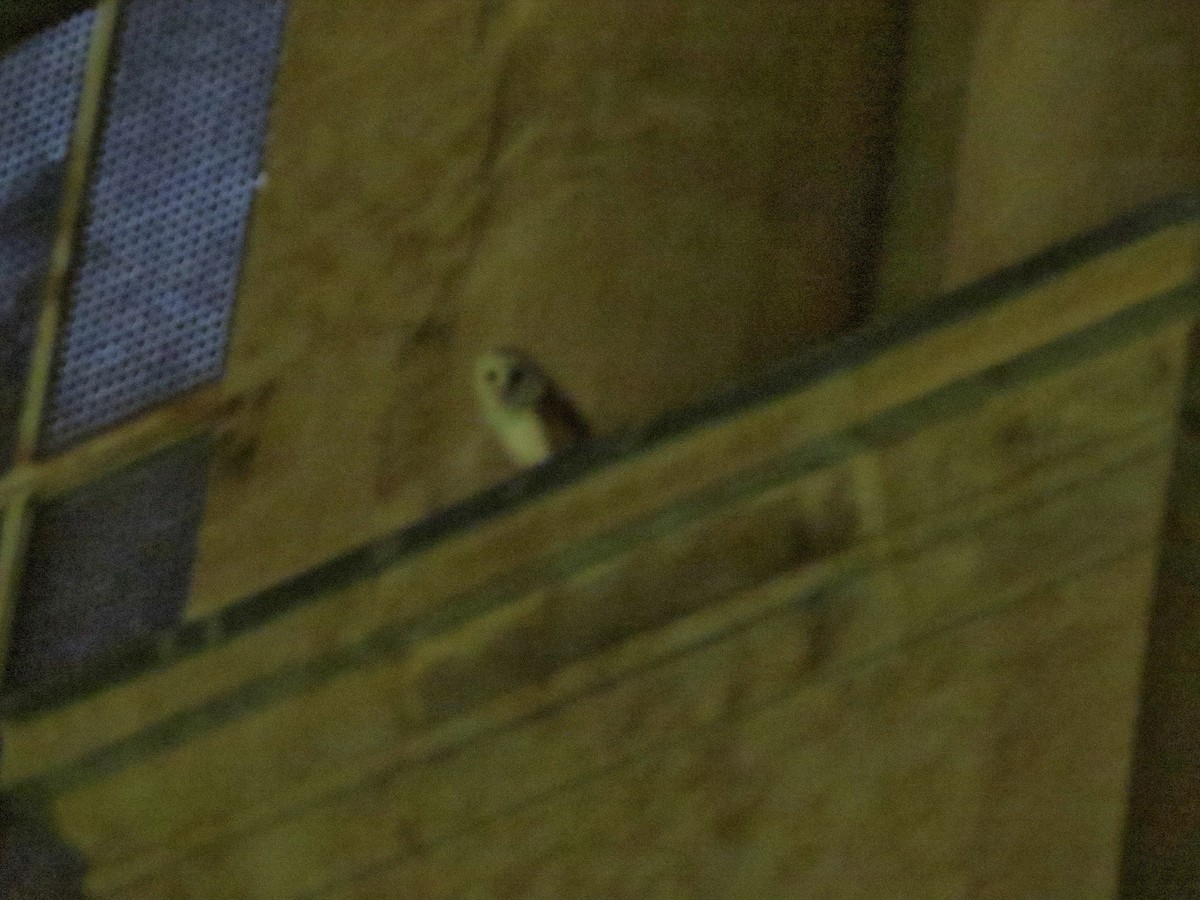 Western Barn Owl - ML223526311