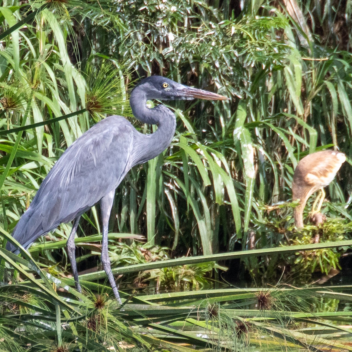 Madagaskarreiher - ML223526331