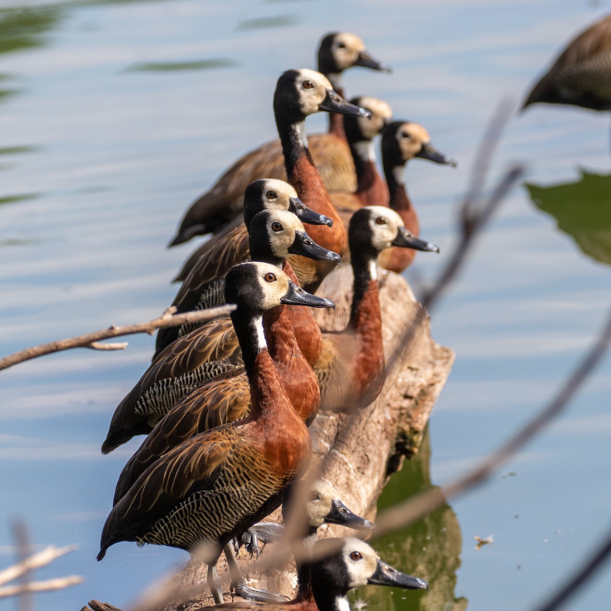 White-faced Whistling-Duck - ML223526451