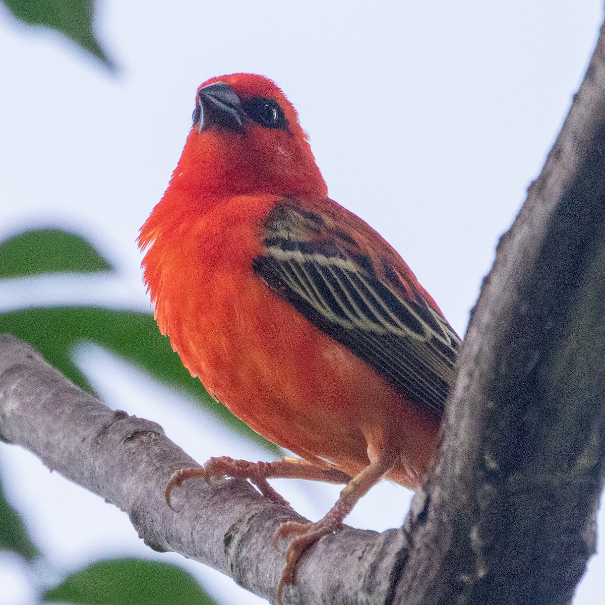 Red Fody - ML223526991