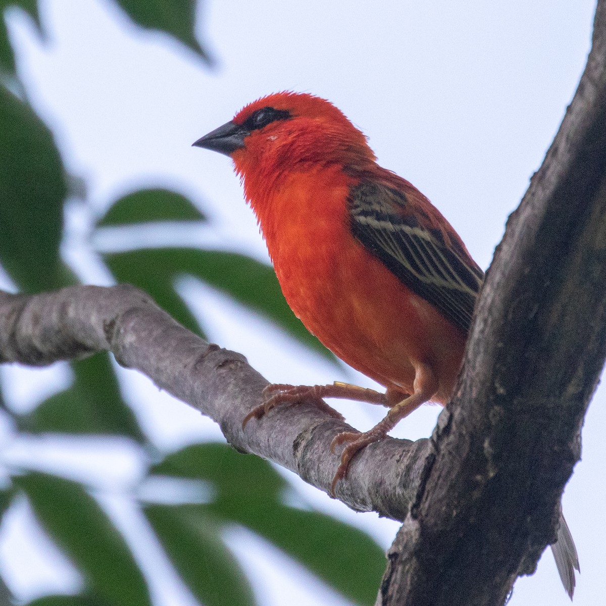 Red Fody - ML223527131