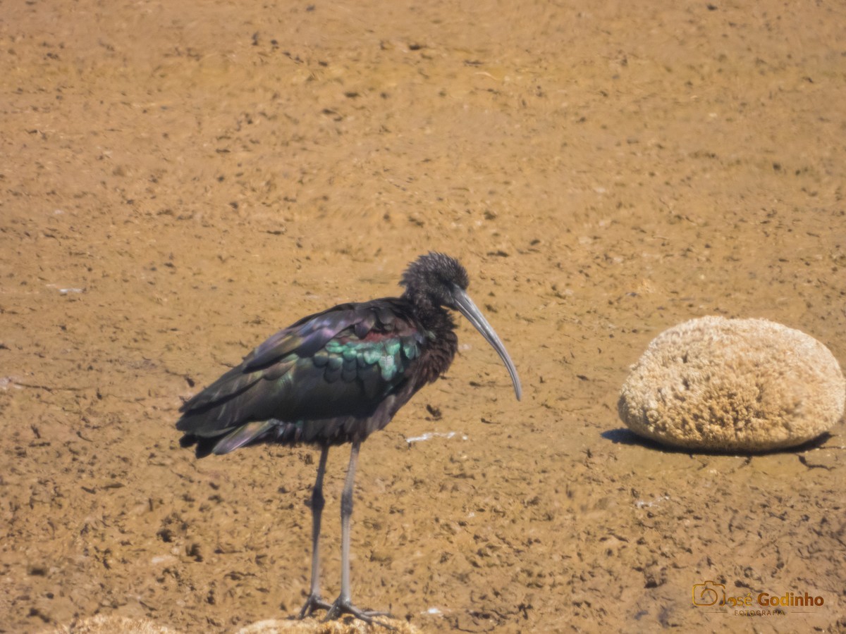 Glossy Ibis - José Godinho