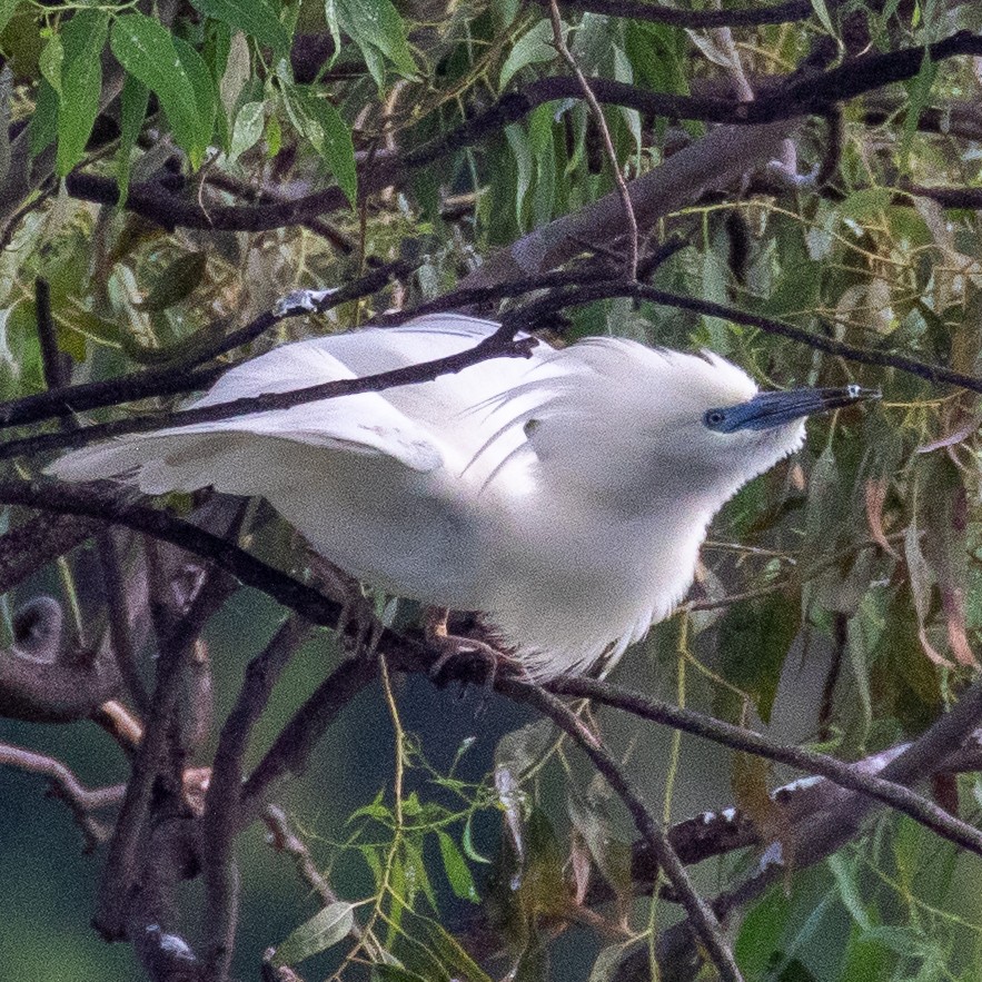 Malagasy Pond-Heron - ML223527511