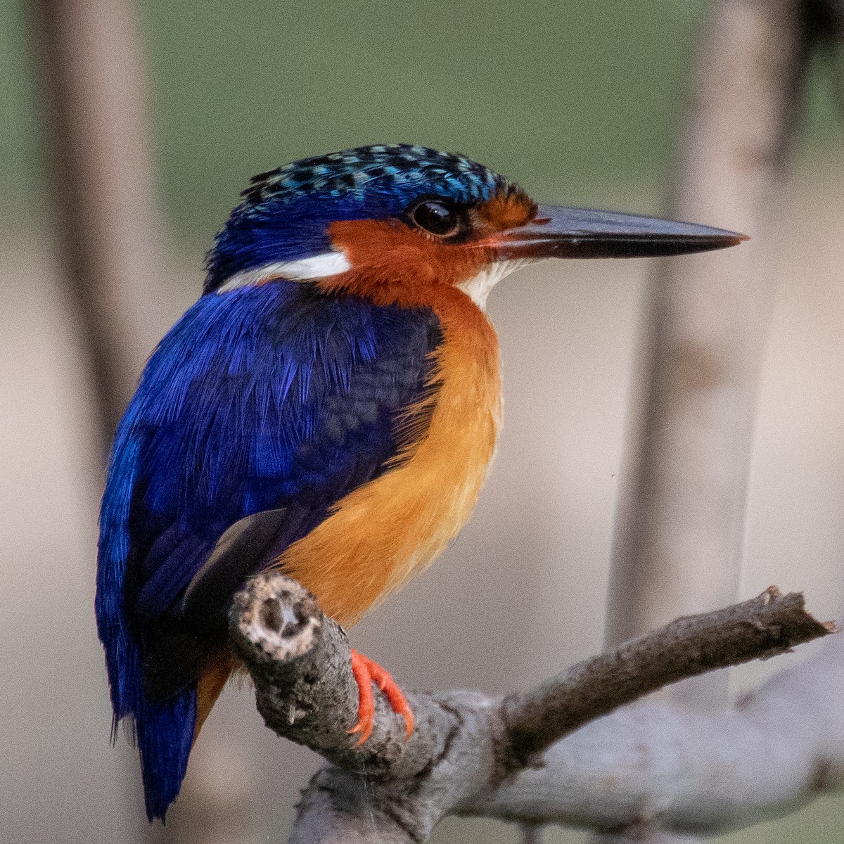 Malagasy Kingfisher - ML223527751