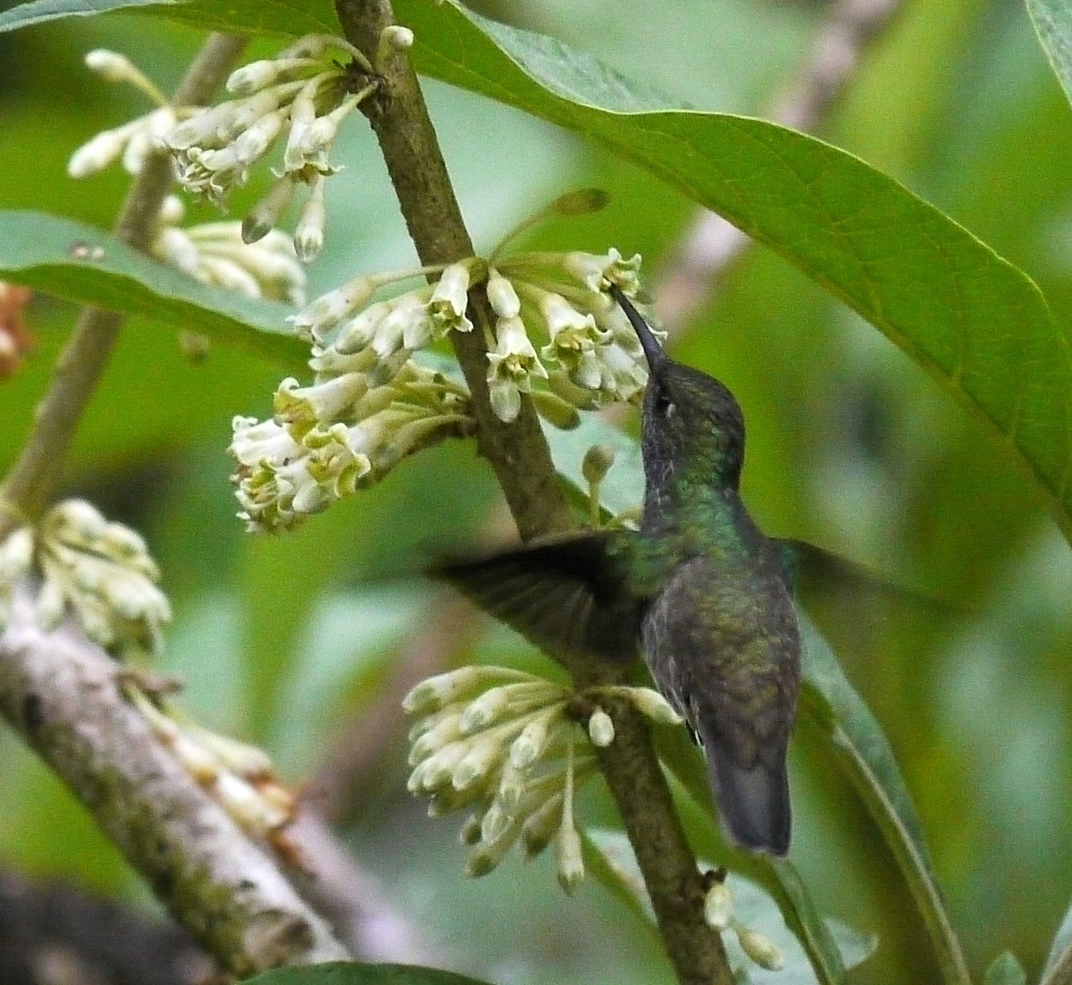 Colibri vert et gris - ML223528061