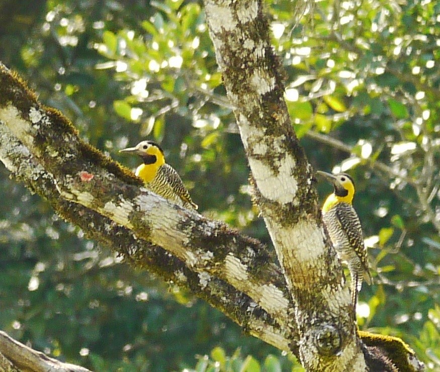 Carpintero Campestre - ML223528501