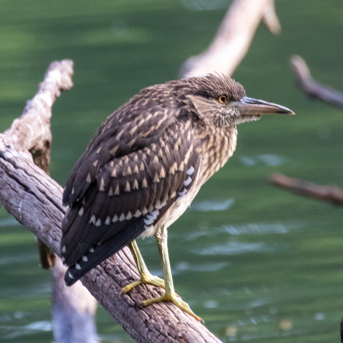 Black-crowned Night Heron - ML223528621