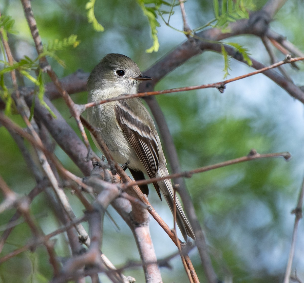 Hammond's Flycatcher - ML223528781