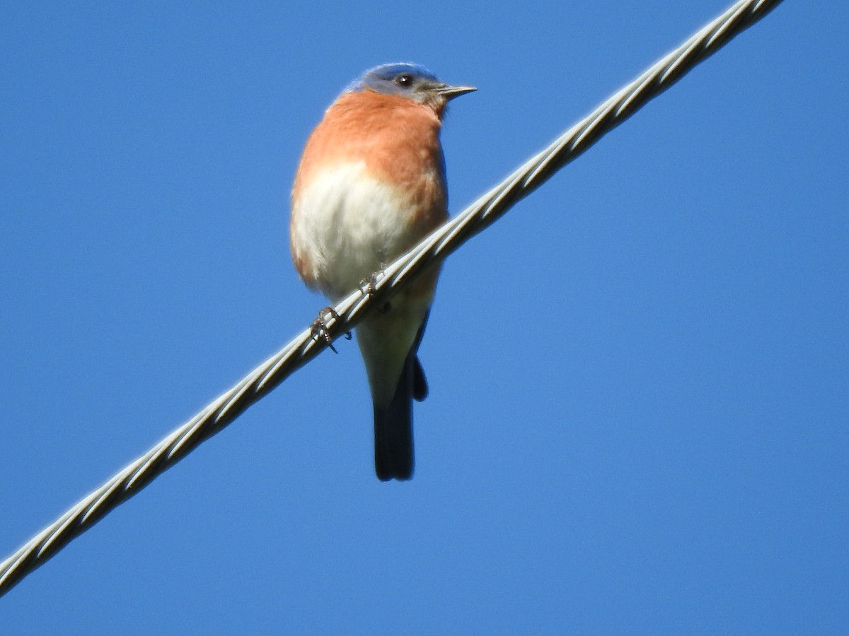Eastern Bluebird - ML223528941