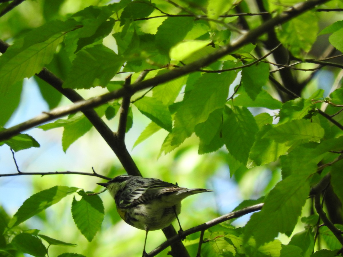 Yellow-rumped Warbler - ML223529111