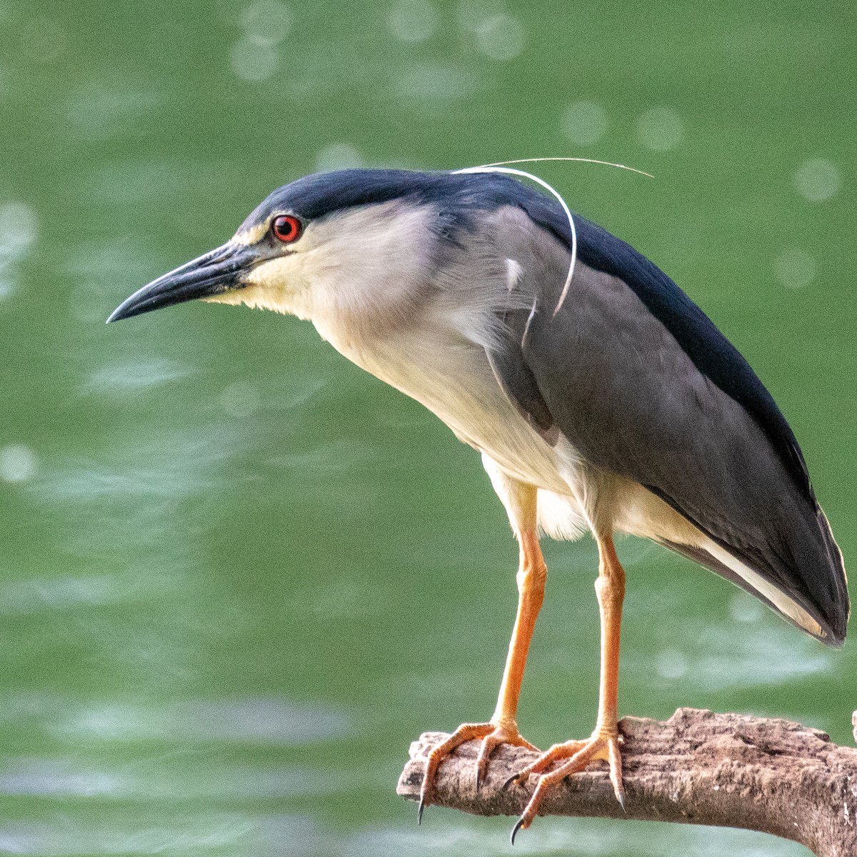 Black-crowned Night Heron - ML223529191