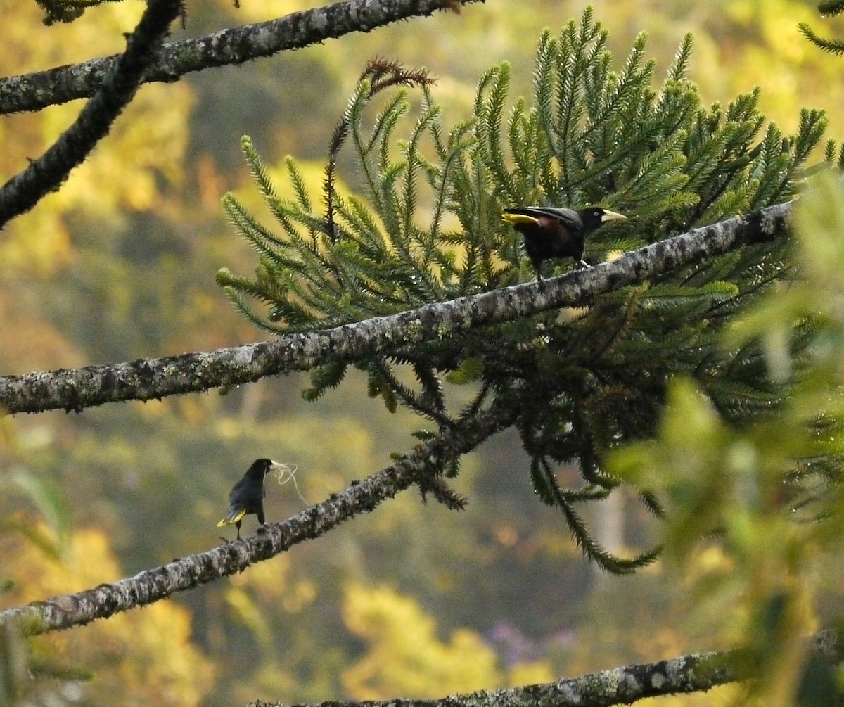 Crested Oropendola - ML223529211