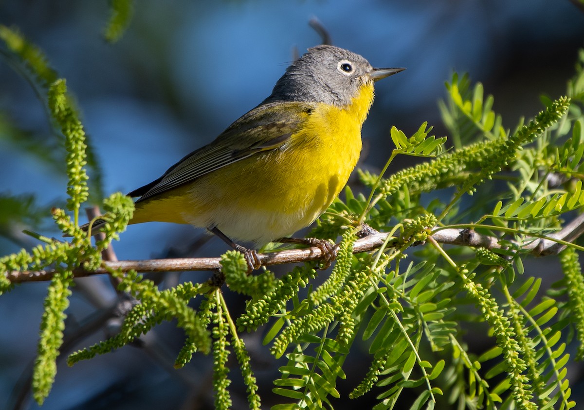 Nashville Warbler - ML223529281