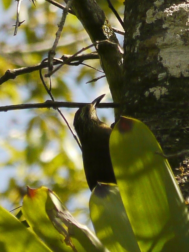 Planalto Woodcreeper - ML223529491