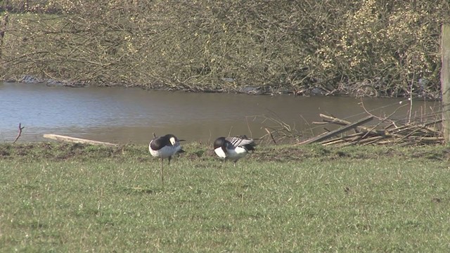 Barnacle Goose - ML223529841