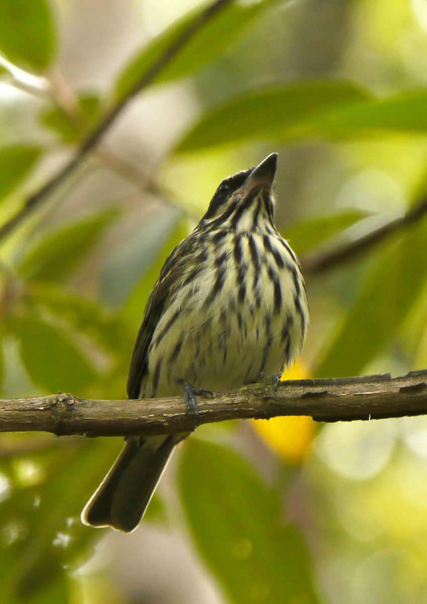 Streaked Flycatcher - ML223530191