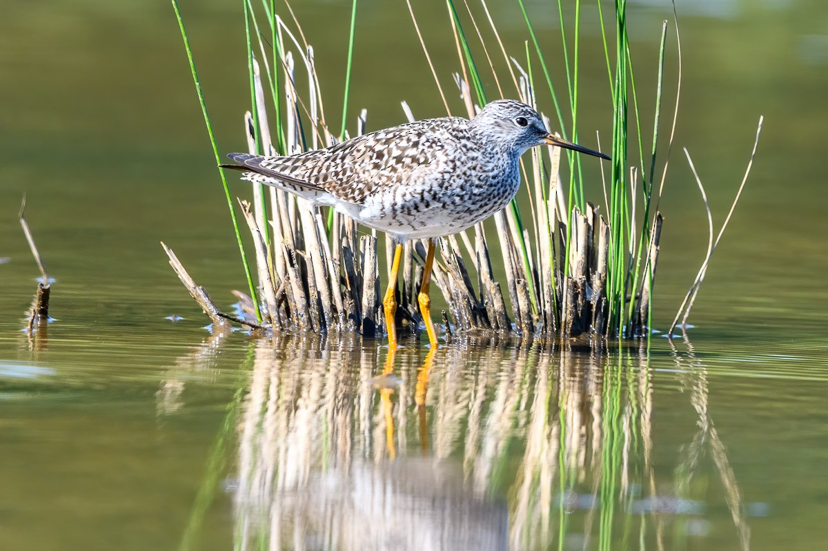 Lesser Yellowlegs - ML223530211