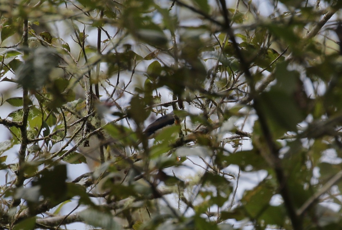 Fawn-breasted Tanager - ML223532111