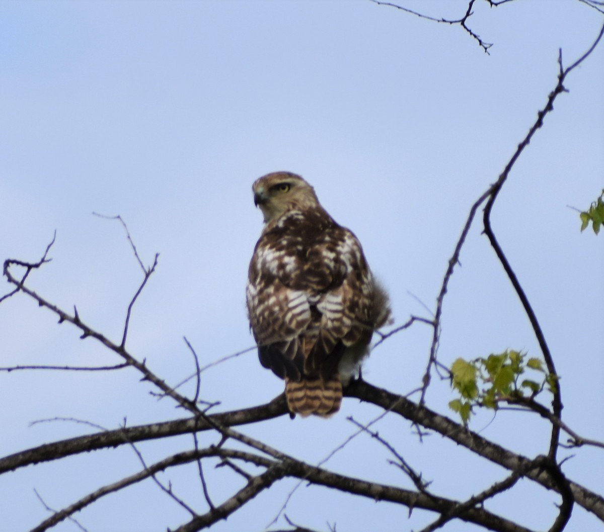 Red-tailed Hawk (borealis) - ML223532831