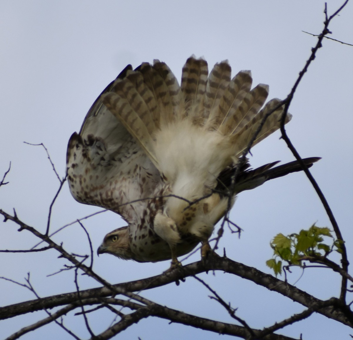 Red-tailed Hawk (borealis) - ML223532971