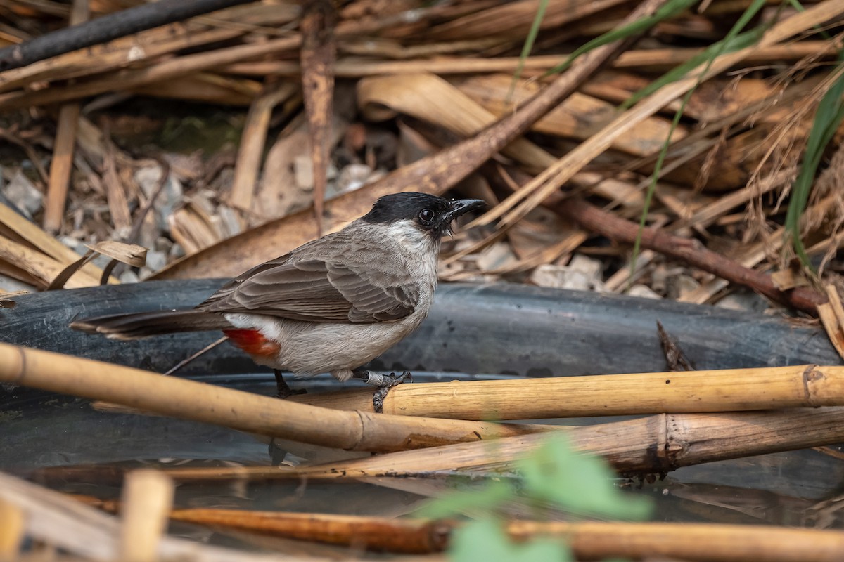 Sooty-headed Bulbul - ML223533411