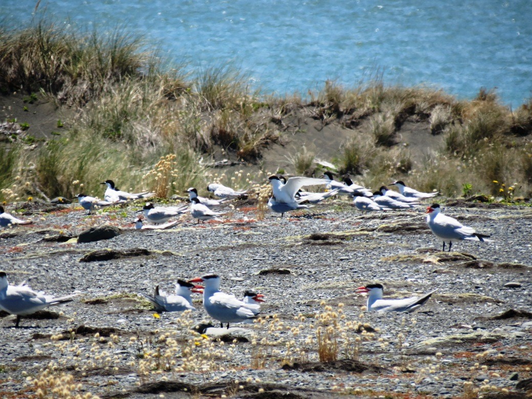 White-fronted Tern - Dougal MacKenzie