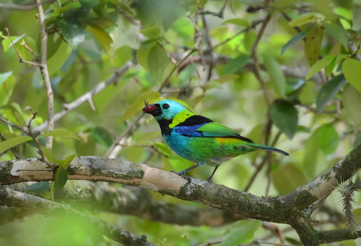 Green-headed Tanager - ML22353501
