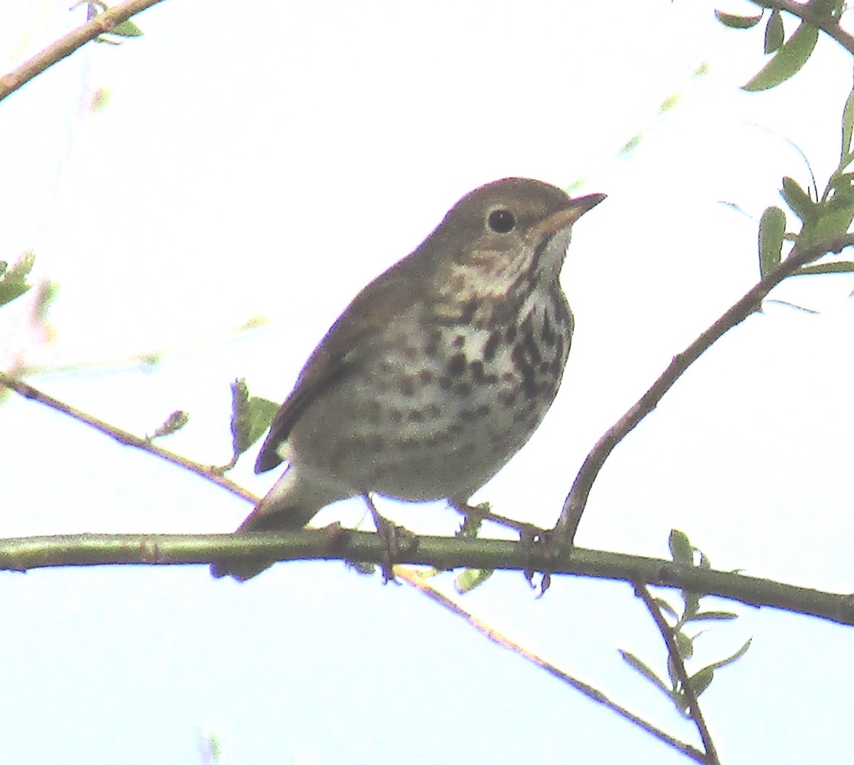 Hermit Thrush - Ryan Serio