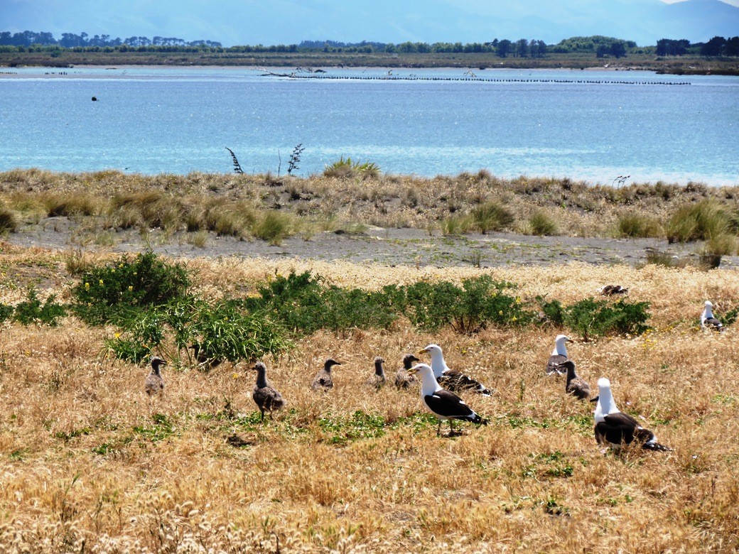 Kelp Gull - ML22353741