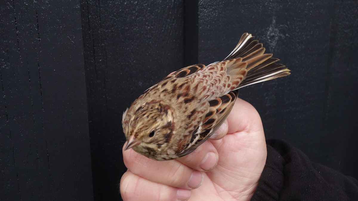 Rustic Bunting - Craig Reed