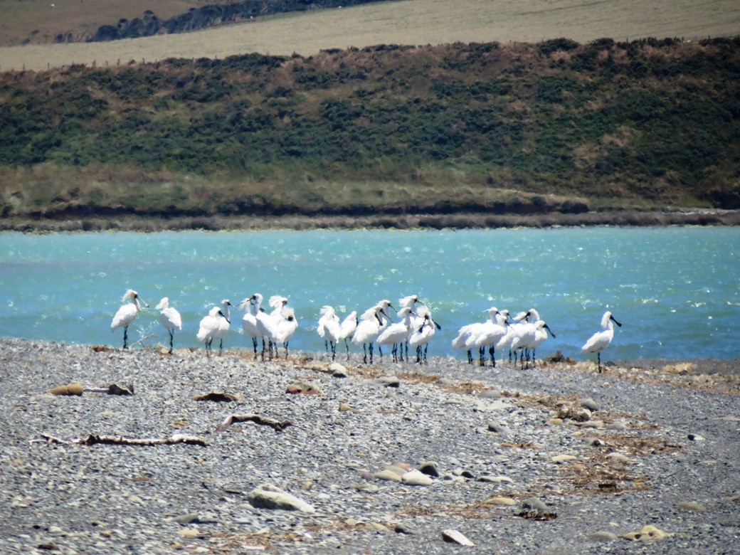 Royal Spoonbill - ML22353841