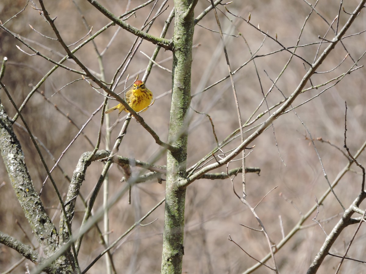 Palm Warbler (Yellow) - ML223538411