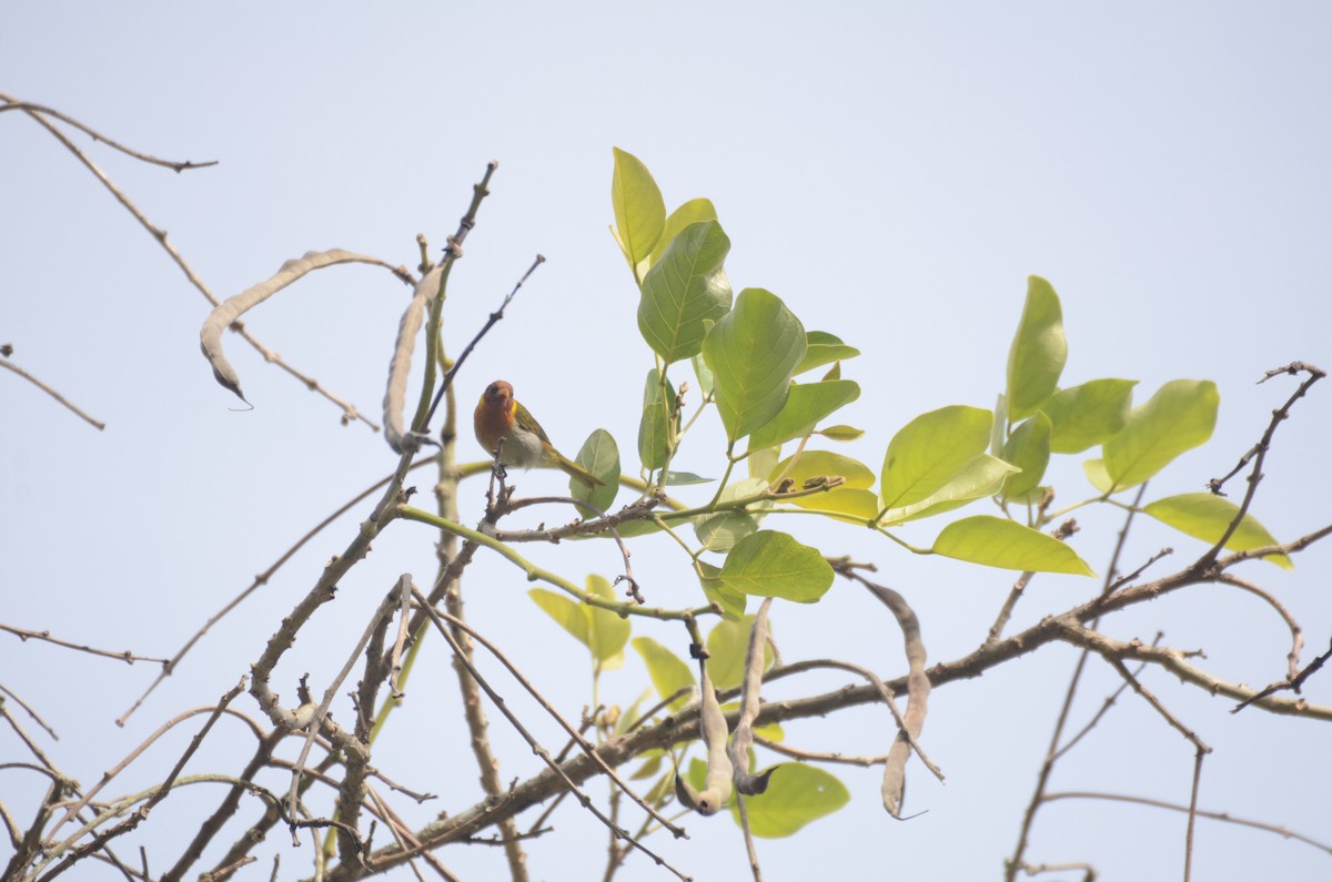 Rufous-headed Tanager - ML22353851
