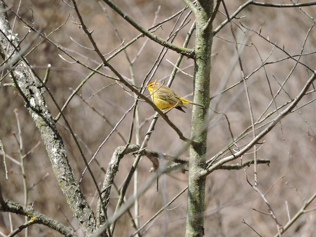 Palm Warbler (Yellow) - ML223538601