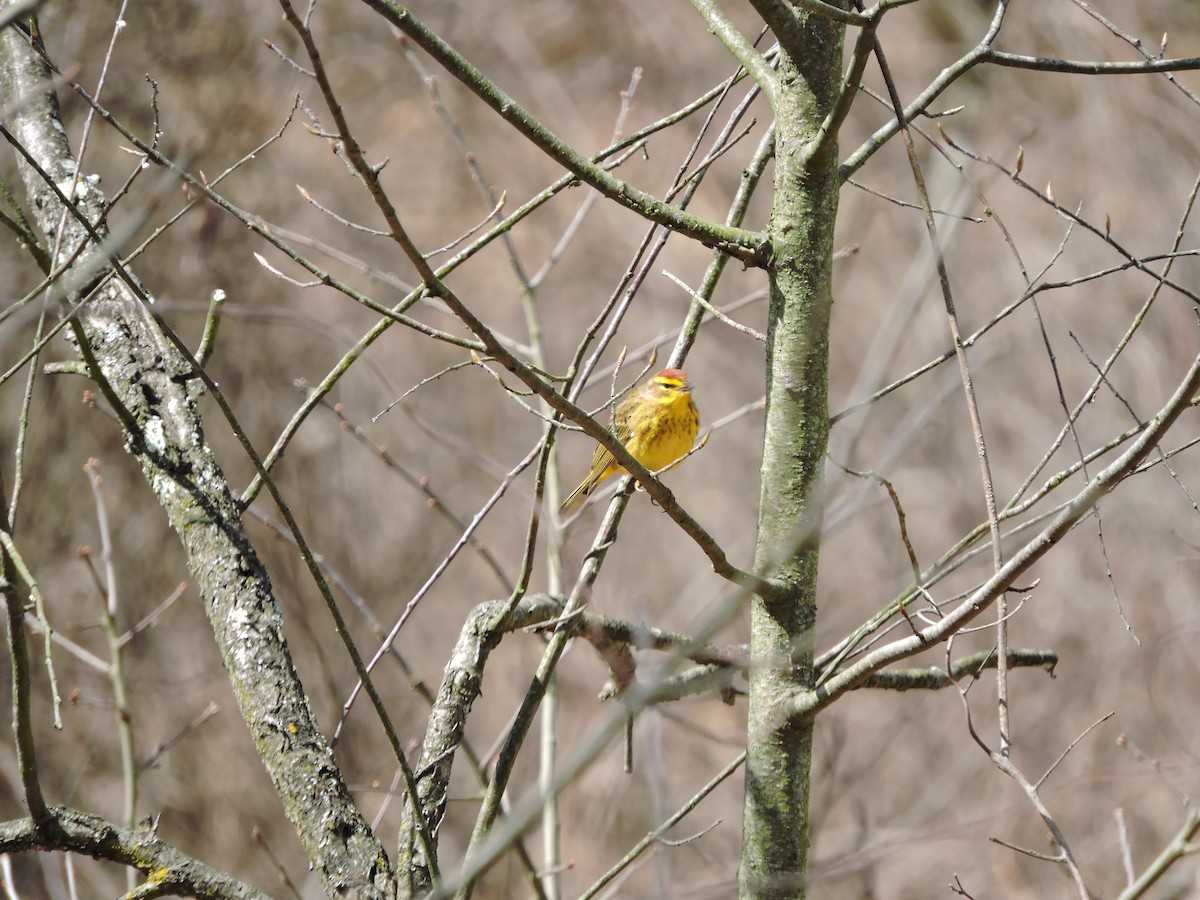 Palm Warbler (Yellow) - ML223538611