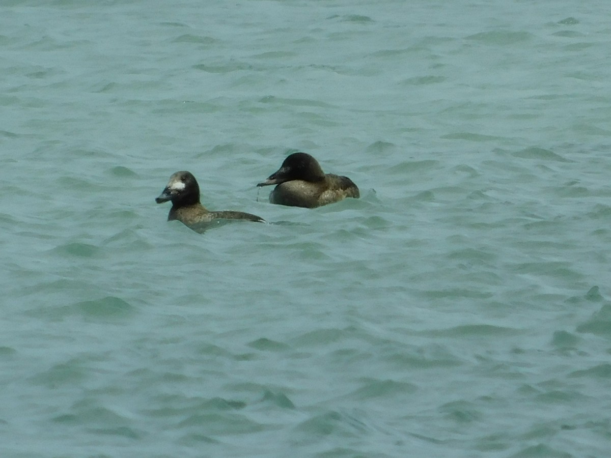 White-winged Scoter - ML223539671