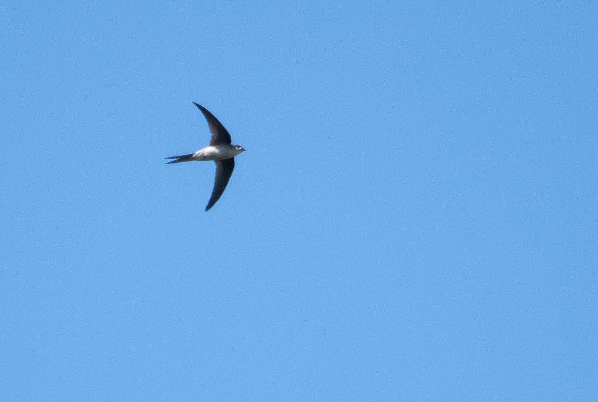 Asian Palm Swift - ML223539801