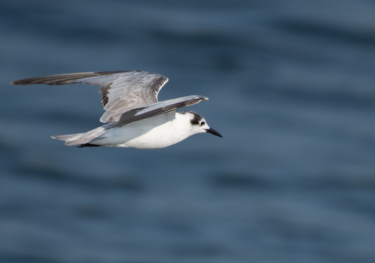 White-winged Tern - ML223540031