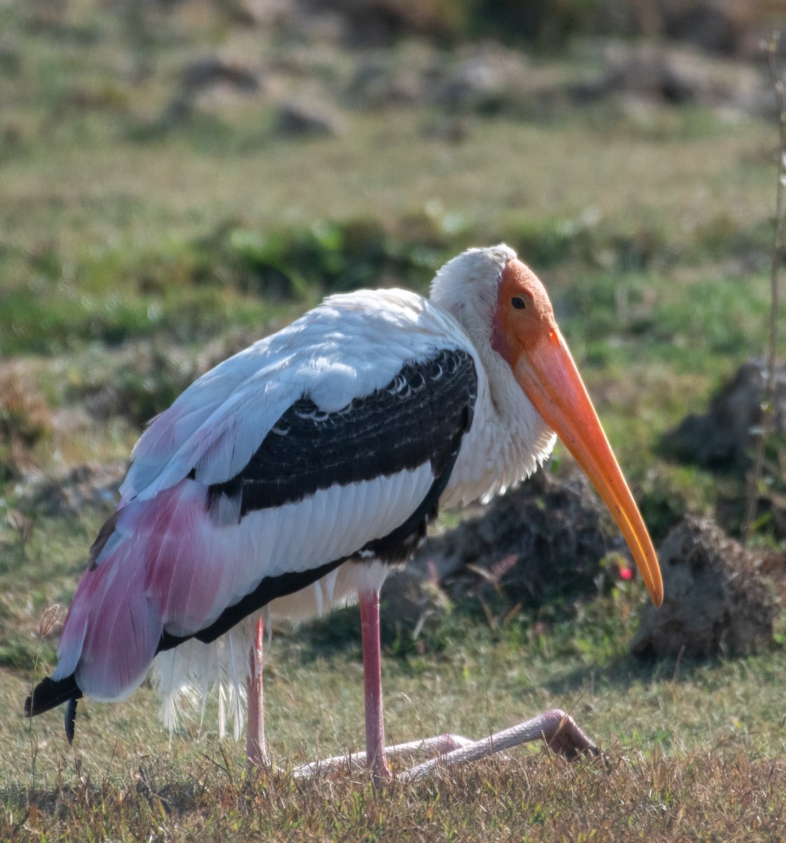 Painted Stork - ML223540191