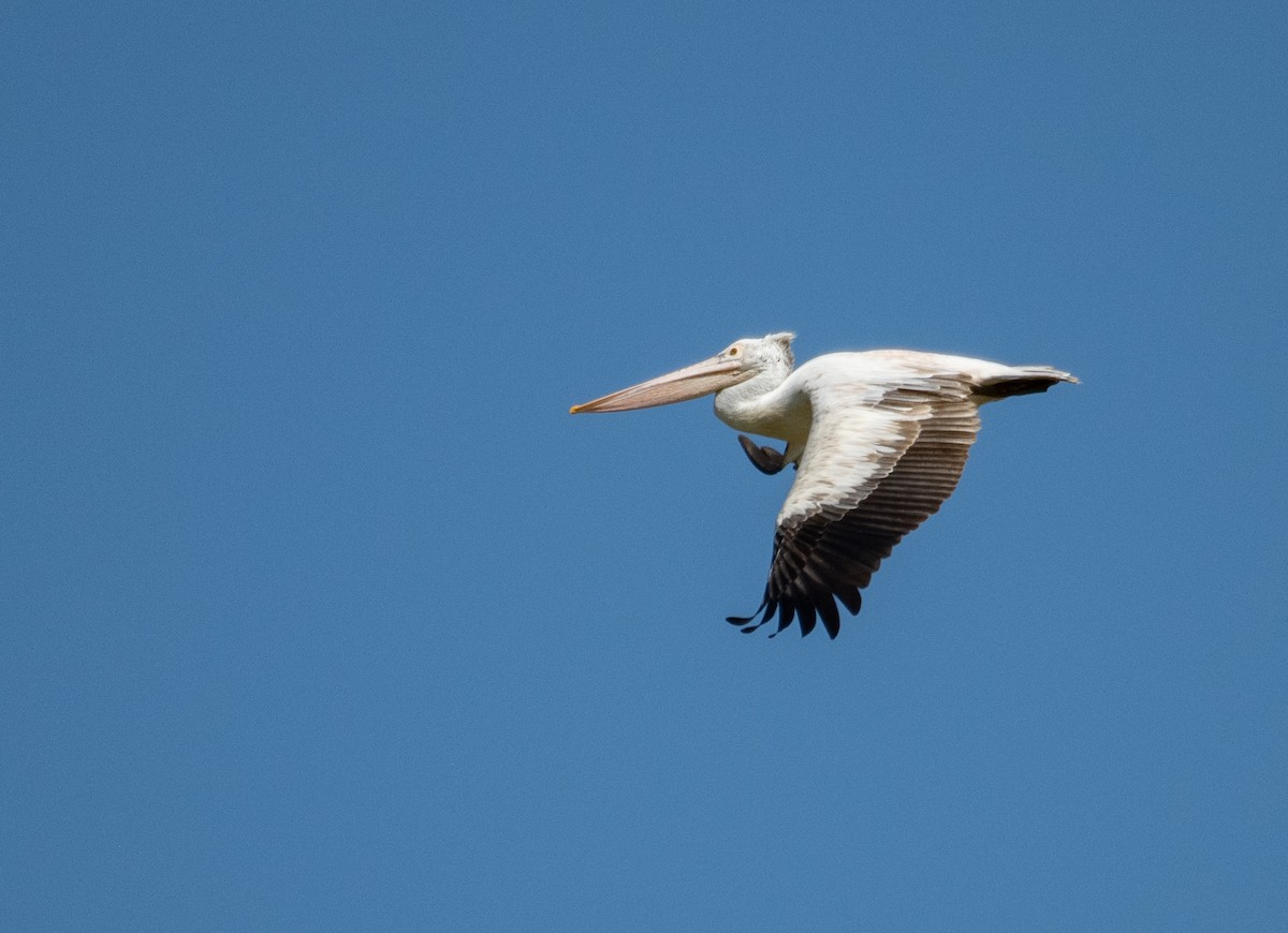 Spot-billed Pelican - ML223540201