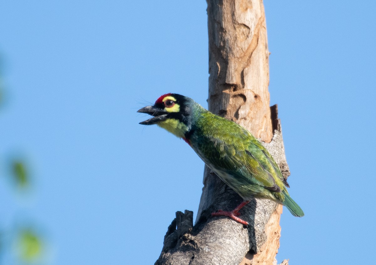 Coppersmith Barbet - ML223540861